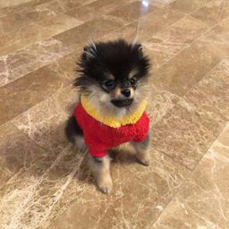 TriniYeontan