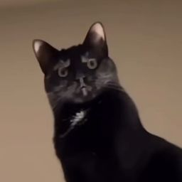 ElvisTek ElvisTek
